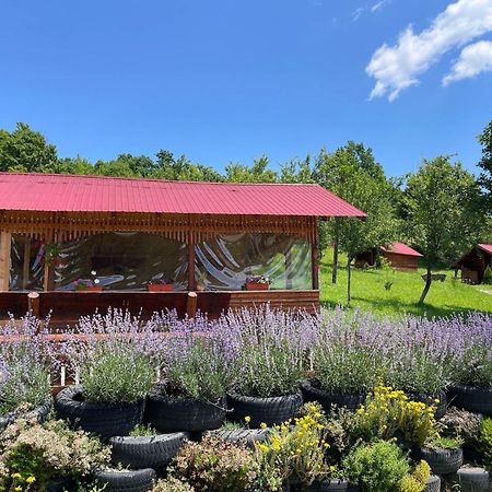 La 3 Stejari, Calimanesti Hotell Salatrucel Eksteriør bilde